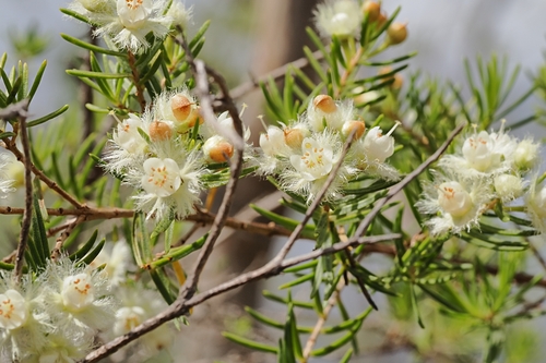 Tree Featherflower (Verticordia cunninghamii)
