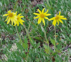Arnica griscomii