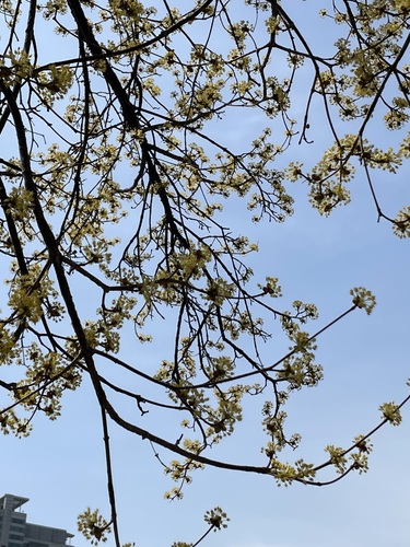 Cornus officinalis