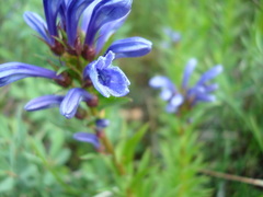 Lobelia sessilifolia