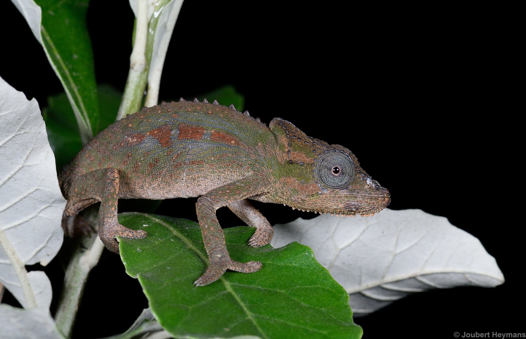 Setaro's Dwarf Chameleon (Bradypodion setaroi) · iNaturalist