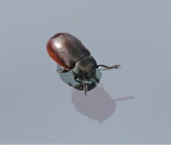 Chrysolina marginata