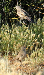 Cercotrichas coryphoeus cinerea
