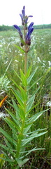 Lobelia sessilifolia
