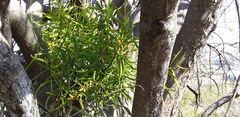 Phoradendron carneum