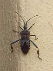 Leptoglossus occidentalis