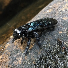 Xylocopa nasalis