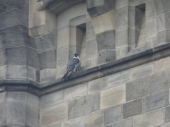 Falco peregrinus