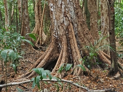 Syzygium angophoroides