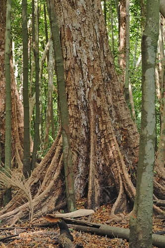 Syzygium angophoroides, photograph 2