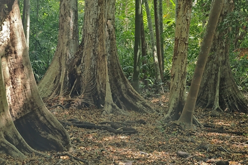 Syzygium angophoroides, photograph 3