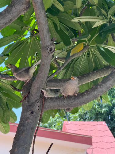 Jungle Babbler