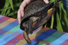 Terrapene carolina major