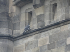 Falco peregrinus