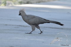Corythaixoides concolor pallidiceps