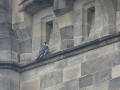 Falco peregrinus