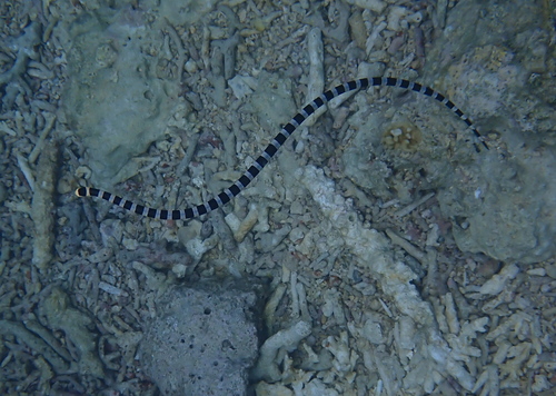 New Caledonian Sea Krait