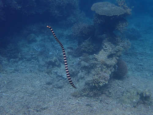 New Caledonian Sea Krait