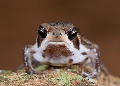 Breviceps sopranus