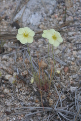 Hesperomecon linearis