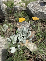 Helichrysum acutatum