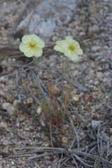 Hesperomecon linearis