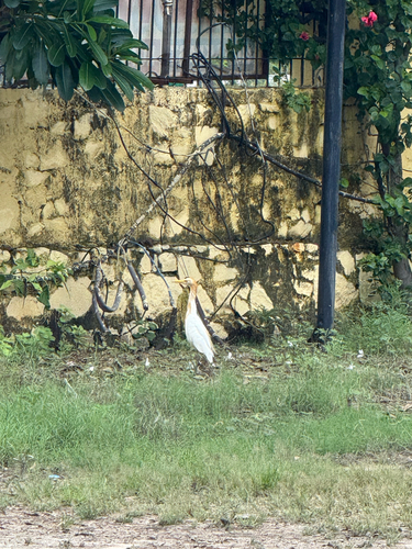 Eastern Cattle-Egret