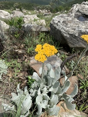 Helichrysum acutatum