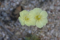 Hesperomecon linearis