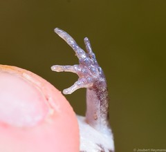 Breviceps sopranus