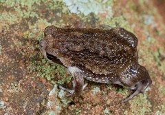 Breviceps sopranus