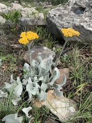 Helichrysum acutatum
