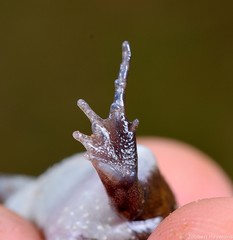 Breviceps sopranus