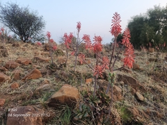 Aloe grandidentata, photograph (c) Ricus Nel, some rights reserved (CC BY)