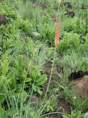 Kniphofia laxiflora