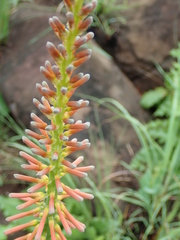 Kniphofia laxiflora