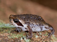 Breviceps sopranus