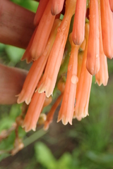 Kniphofia laxiflora