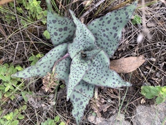 Ledebouria ovatifolia ovatifolia