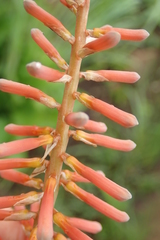 Kniphofia laxiflora