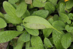 Peronospora myosotidis