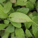 Peronospora myosotidis - Photo (c) bjoerns, some rights reserved (CC BY-SA), uploaded by bjoerns