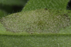 Peronospora myosotidis