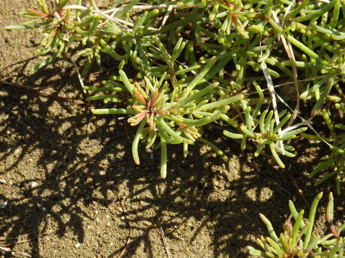 Image of Suaeda Albescens (Suaeda albescens) by (c) Duarte Frade, some rights reserved (CC BY)