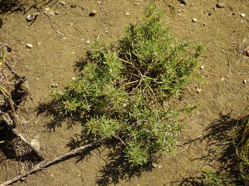 Image of Suaeda Albescens (Suaeda albescens) by (c) Duarte Frade, some rights reserved (CC BY)