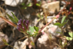 Trifolium gracilentum