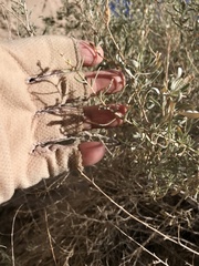 Atriplex canescens canescens