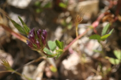 Trifolium gracilentum