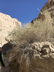 Atriplex canescens canescens