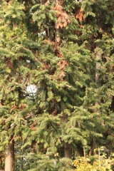 Cunninghamia lanceolata